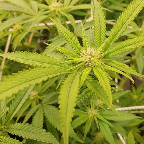 Blueberry Pancake growlog timeline photo