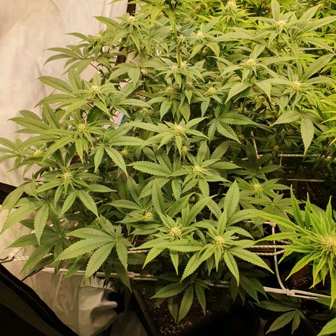 Blueberry Pancake growlog timeline photo