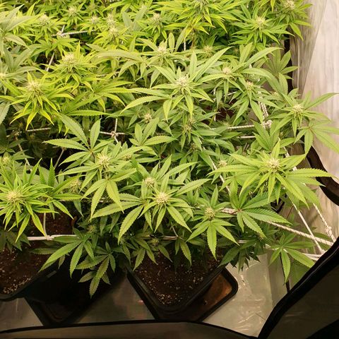 Blueberry Pancake growlog timeline photo