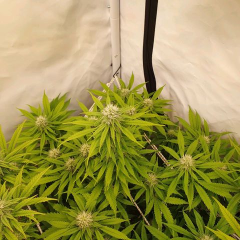 Runtz growlog timeline photo