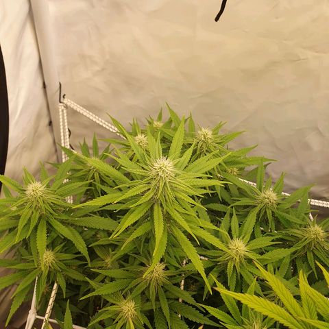 Biscotti growlog timeline photo