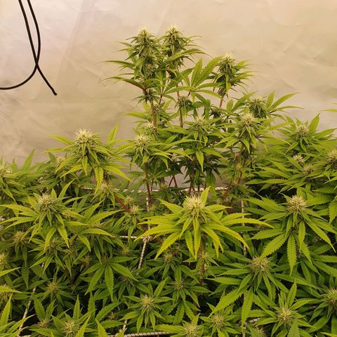 Gelato growlog timeline photo