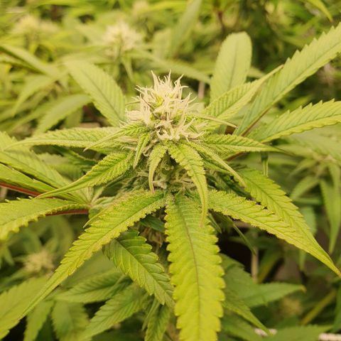Blueberry Pancake growlog timeline photo