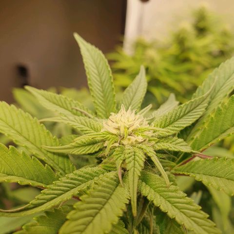 Blueberry Pancake growlog timeline photo