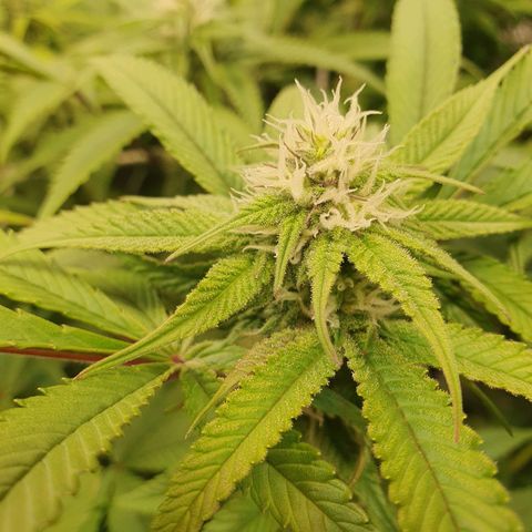 Blueberry Pancake growlog timeline photo