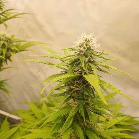 Runtz growlog timeline photo
