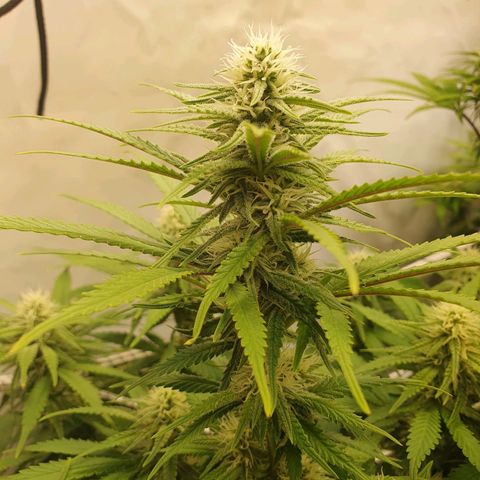 Biscotti growlog timeline photo
