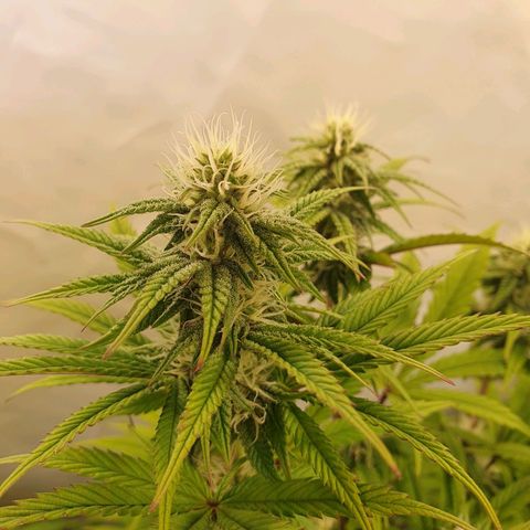 Gelato growlog timeline photo