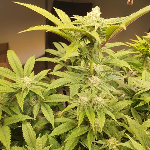 Blueberry Pancake growlog timeline photo