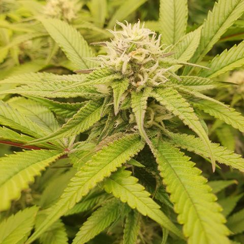 Blueberry Pancake growlog timeline photo