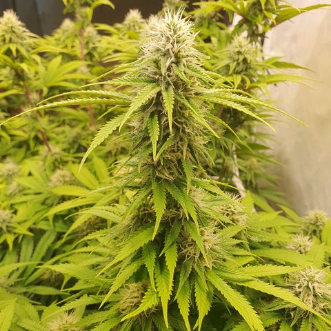 Runtz growlog timeline photo