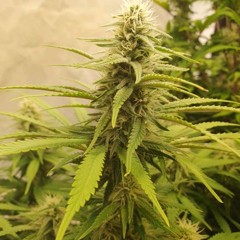 Biscotti growlog timeline photo