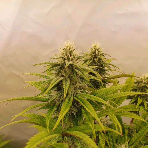 Gelato growlog timeline photo