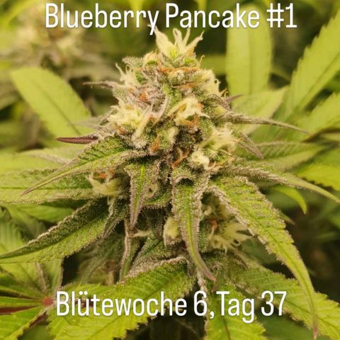 Blueberry Pancake growlog timeline photo