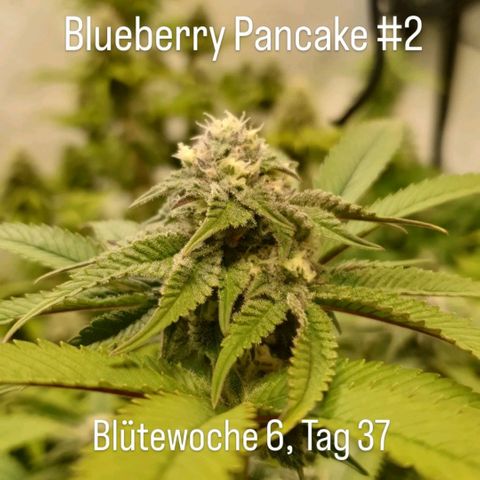 Blueberry Pancake growlog timeline photo