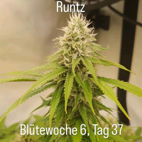 Runtz growlog timeline photo