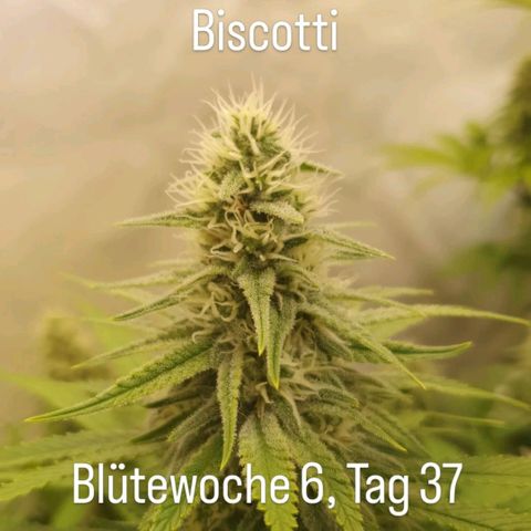 Biscotti growlog timeline photo