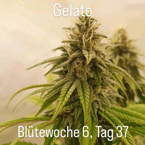 Gelato growlog timeline photo