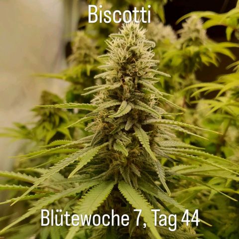 Biscotti growlog timeline photo
