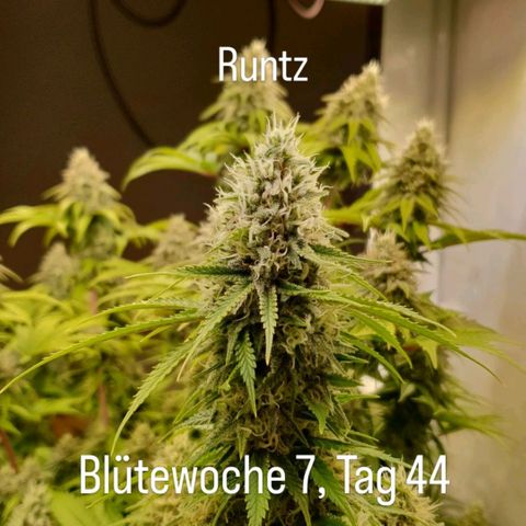 Runtz growlog timeline photo