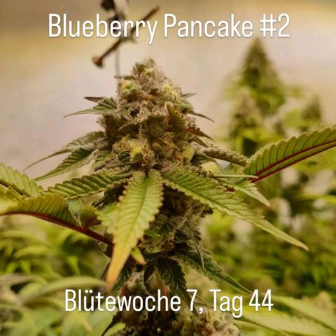 Blueberry Pancake growlog timeline photo