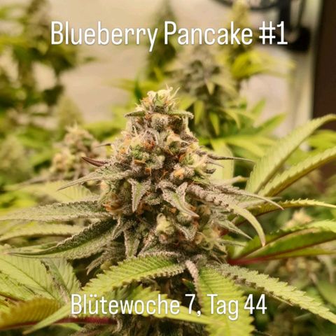 Blueberry Pancake growlog timeline photo