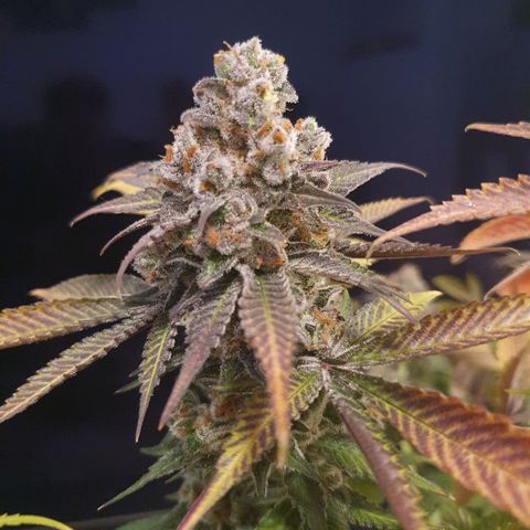 Blueberry Pancake growlog timeline photo
