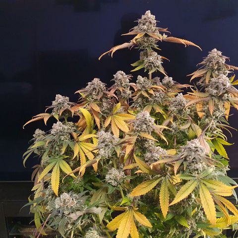 Blueberry Pancake growlog timeline photo