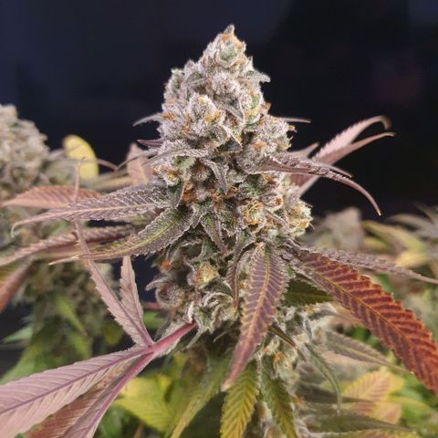 Blueberry Pancake growlog timeline photo