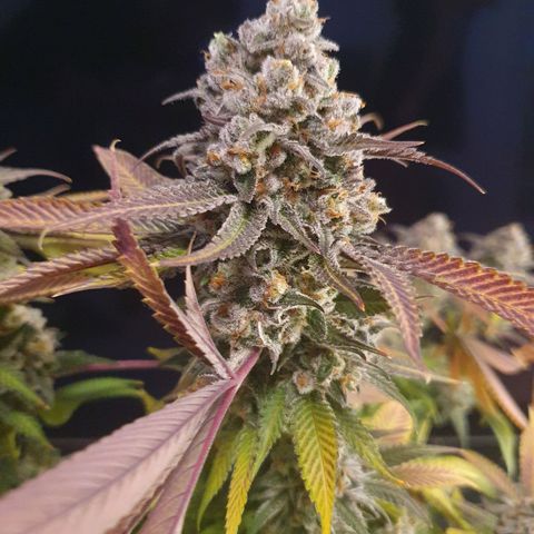 Blueberry Pancake growlog timeline photo