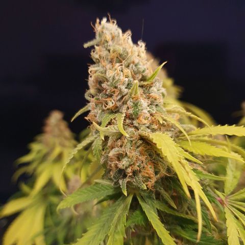 Runtz growlog timeline photo