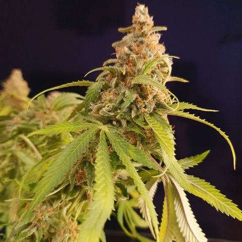 Runtz growlog timeline photo
