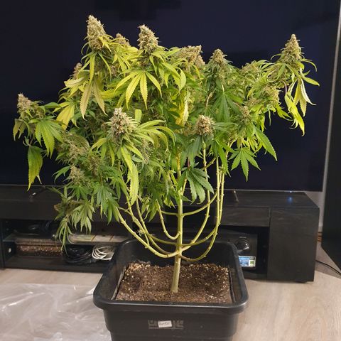 Runtz growlog timeline photo