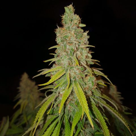 Biscotti growlog timeline photo