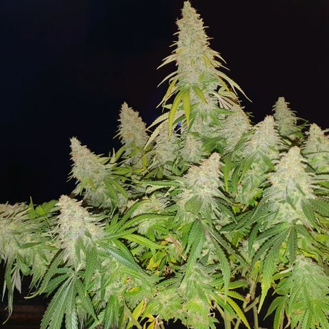 Biscotti growlog timeline photo