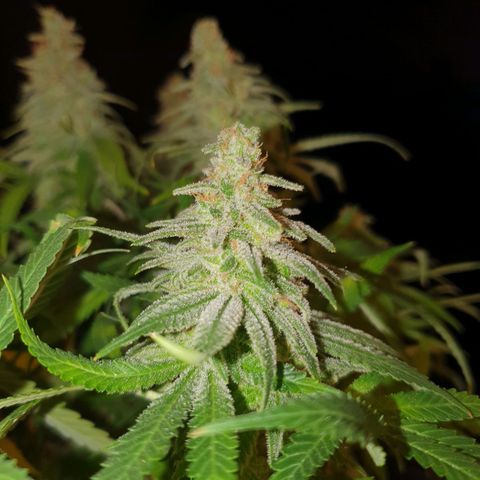 Biscotti growlog timeline photo