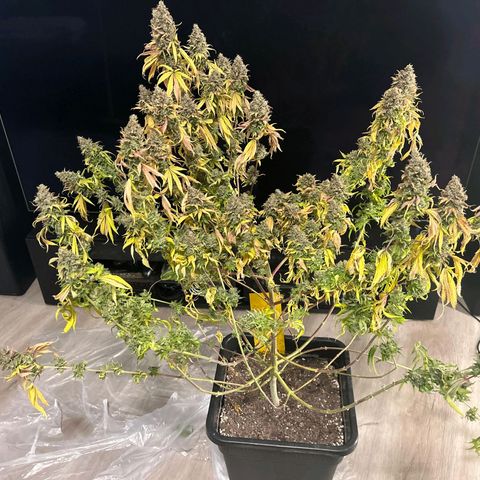 Gelato growlog timeline photo