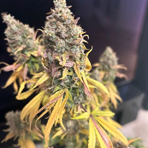 Gelato growlog timeline photo