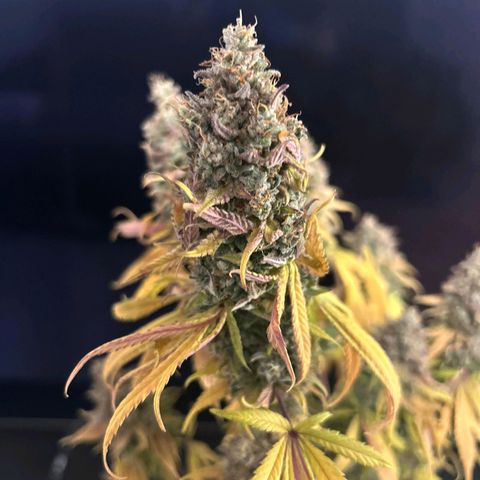 Gelato growlog timeline photo