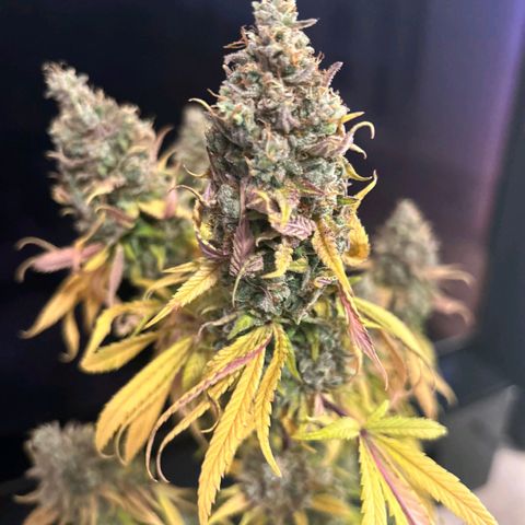 Gelato growlog timeline photo