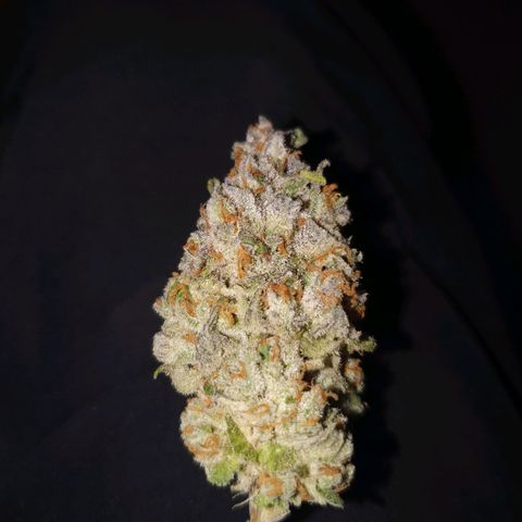 Blueberry Pancake growlog timeline photo