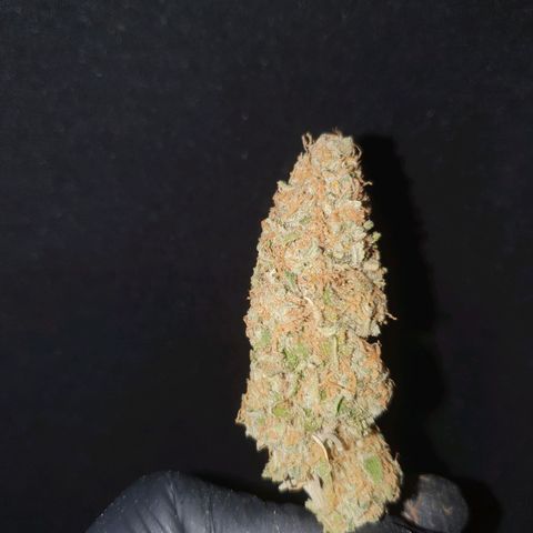Runtz growlog timeline photo