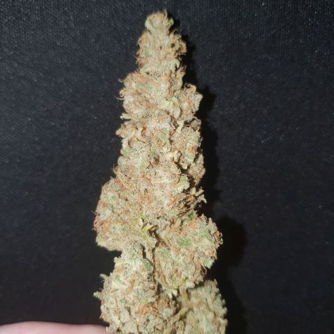 Biscotti growlog timeline photo