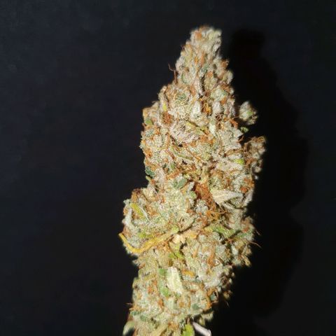 Gelato growlog timeline photo