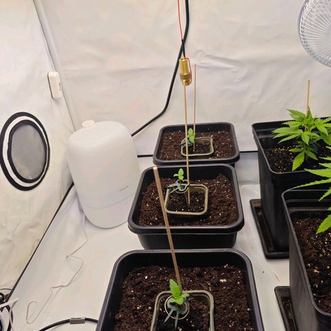 Runtz #1 growlog photo: 5 Tage alt
