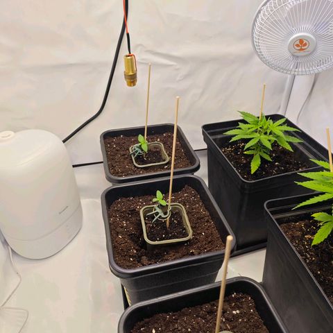 Gorilla Zkittlez growlog photo: 5 Tage alt 