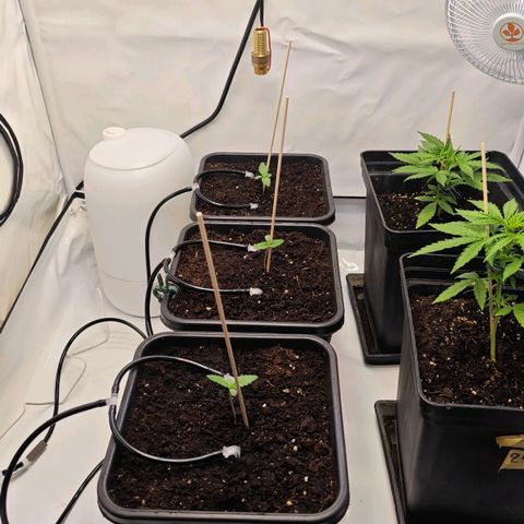 Runtz #1 growlog photo: Umgetopft