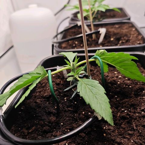 Runtz #1 growlog photo: Nach 12 Tagen 1 Topping