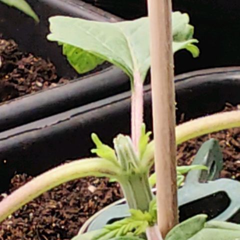 Gorilla Zkittlez growlog photo: Topping 1