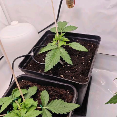 Runtz #1 growlog photo: Umgetopft mit Substrat und Compo Grow AllMix